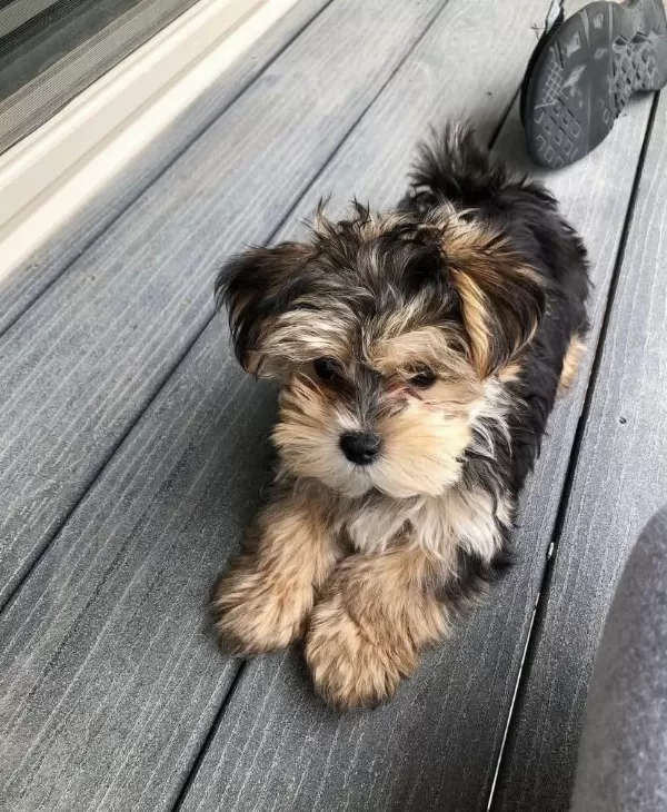 Bol Tüylü Pofuduk Yavru Yorkshire Terrier