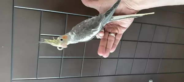 6 Aylık Erkek Sultan Papağanı