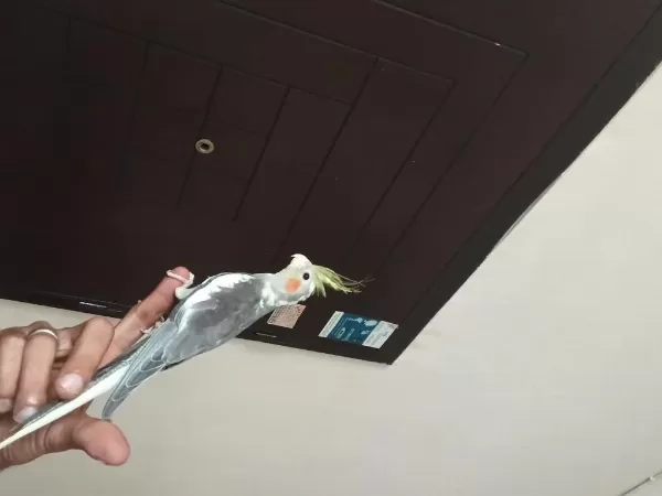 6 Aylık Erkek Sultan Papağanı