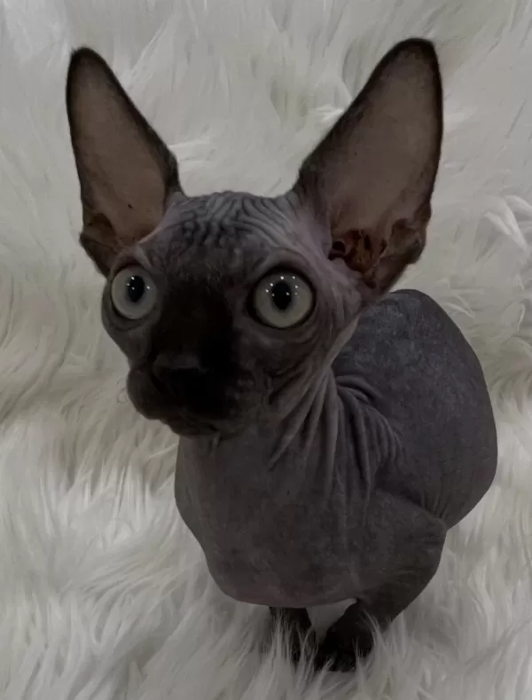 Harika Sphynx Sfenks Yavru