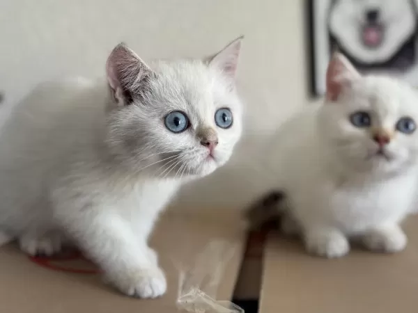 Ankaranın En Seçkin British Shorthair Yavruları