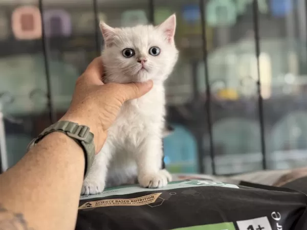 Ankaranın En Seçkin British Shorthair Yavruları