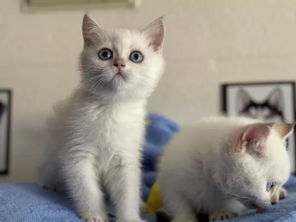 Ankaranın En Seçkin British Shorthair Yavruları