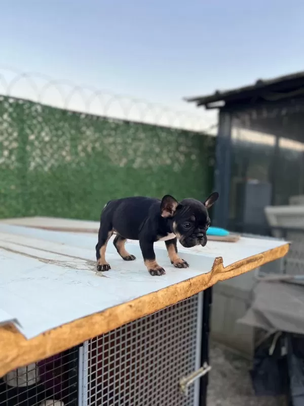 Sağlıklı Black Tan Dişi