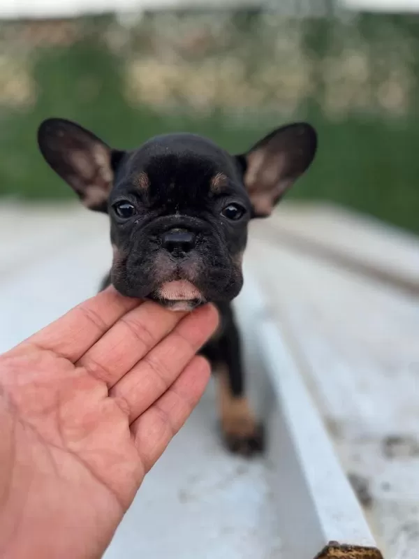 Sağlıklı Black Tan Dişi
