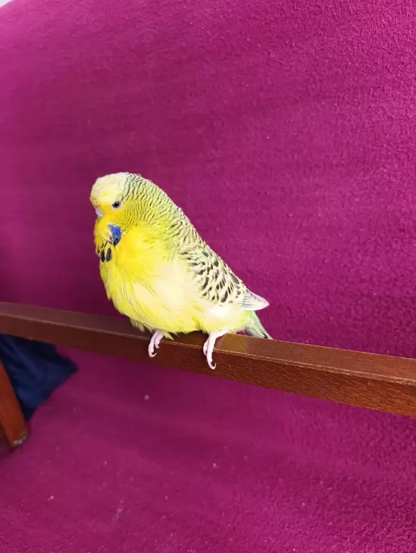 Yetişkin Dişi Jumbo Texsas Muhabbet Kuşu