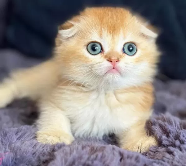 Scottish Fold Golden Bebek