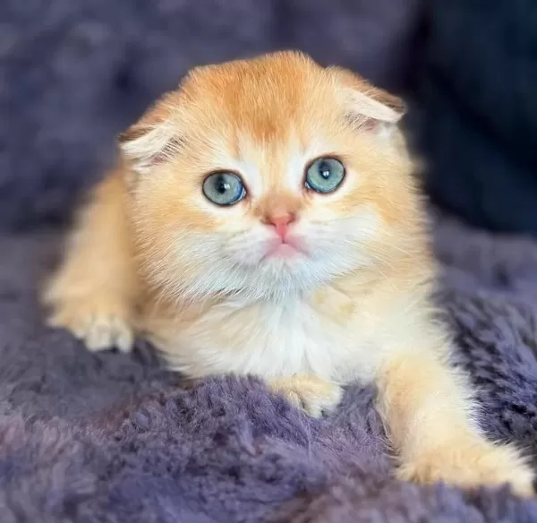 Scottish Fold Golden Bebek