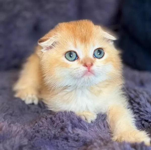 Scottish Fold Golden Bebek