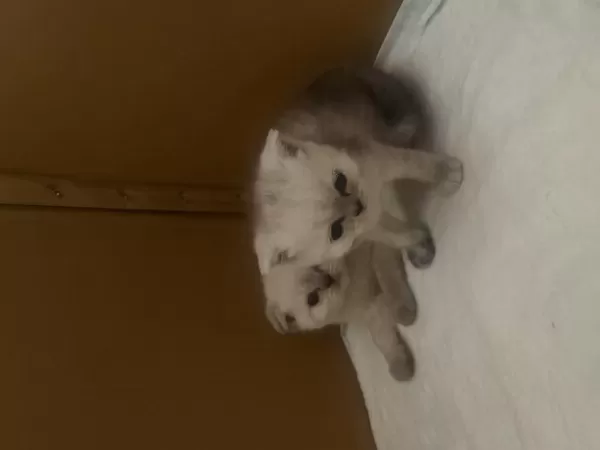 Sağlıklı Yavru Scottish Fold