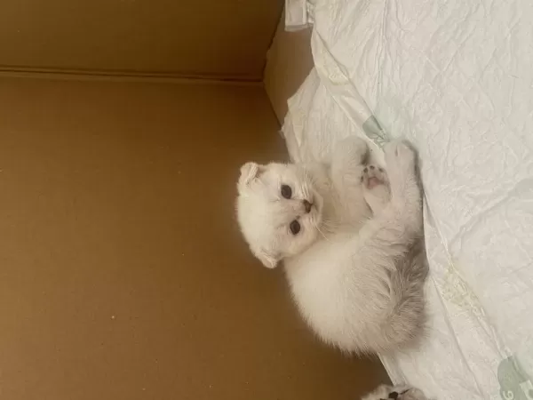 Sağlıklı Yavru Scottish Fold