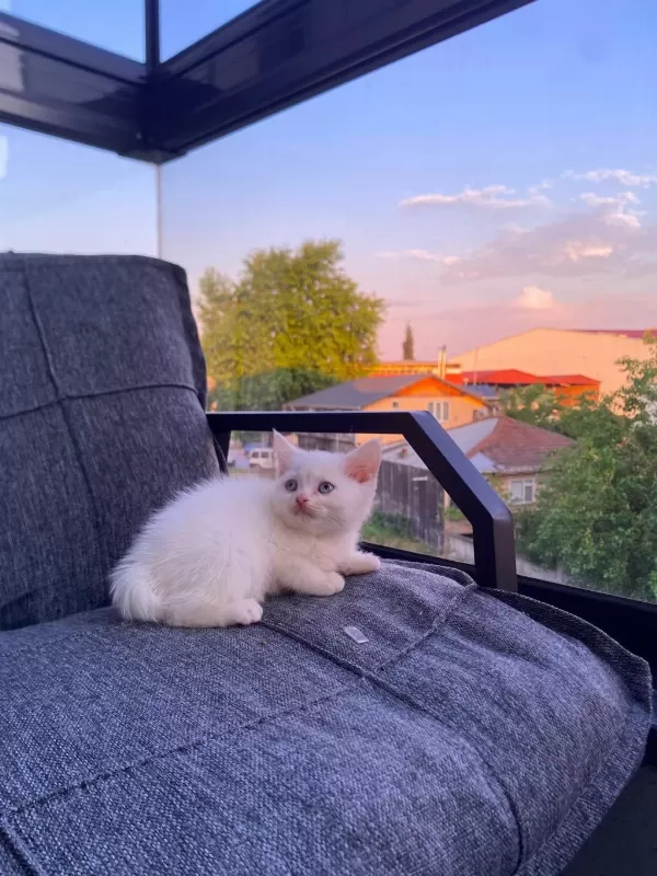 Pamuk Gibi Yavru British Shorthair