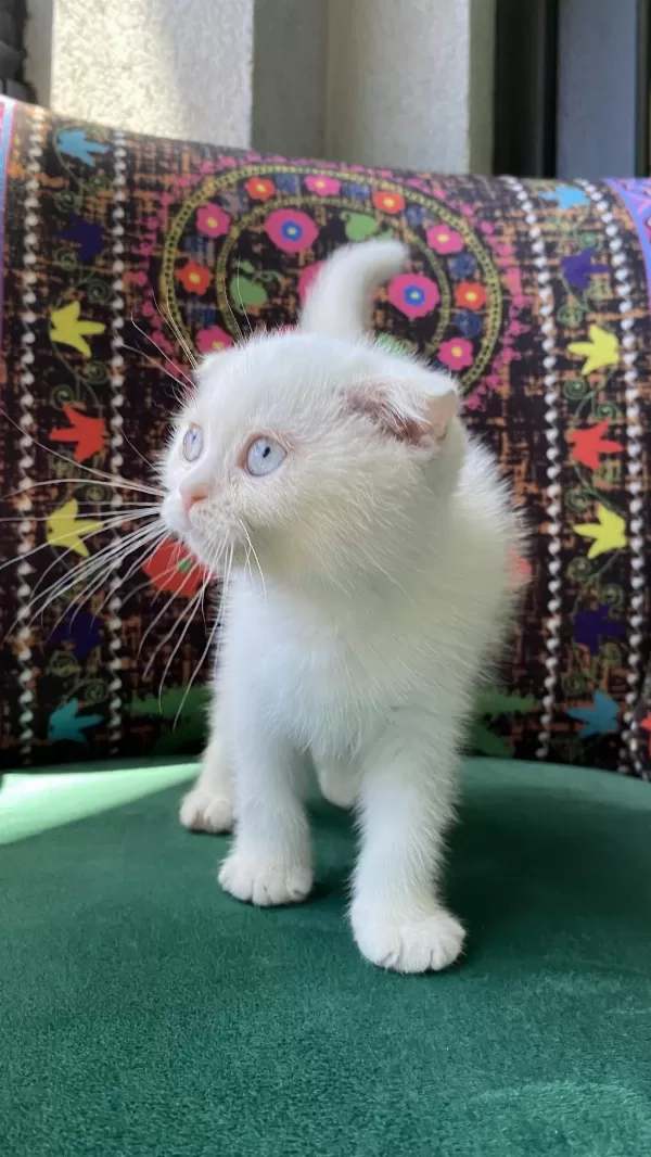 Bembeyaz Kırık Kulak Scottish Fold Yavru