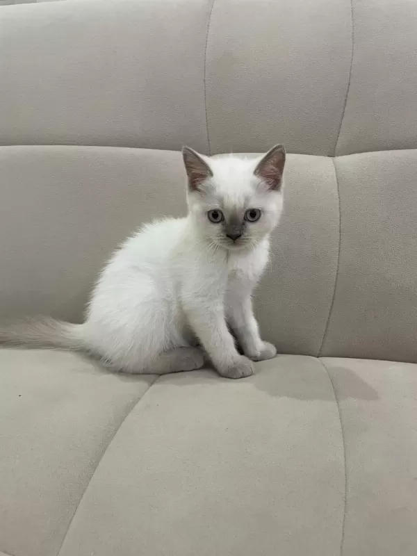 Aşılı British Shorthair