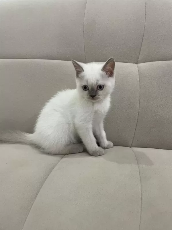 Aşılı British Shorthair