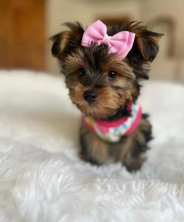 Teacup Ve 0 No Morkie Yavrular