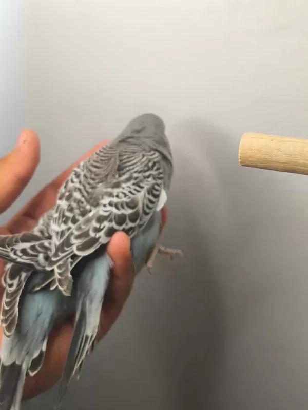 Jumbo Yavru Muhabbet Kuşları