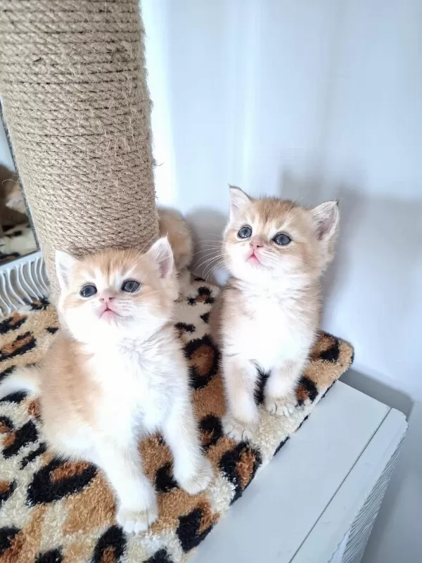 Safkan British Shorthair Golden Yavrularım