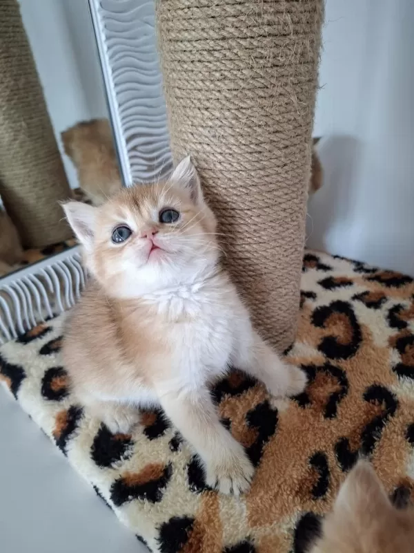 Safkan British Shorthair Golden Yavrularım