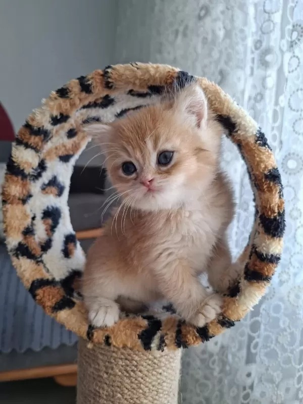 Safkan British Shorthair Golden Yavrularım