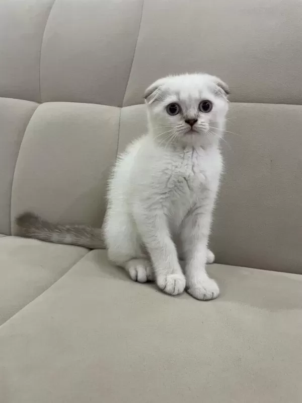 Aşılı Safkan Scottish Fold