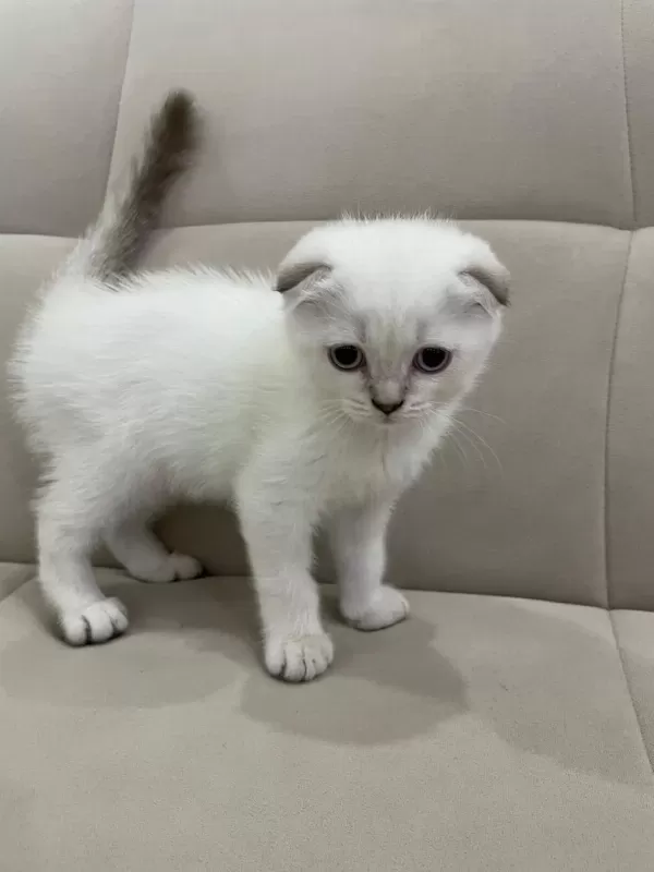 Aşılı Safkan Scottish Fold