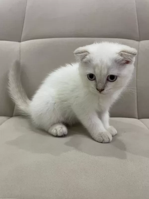 Aşılı Safkan Scottish Fold
