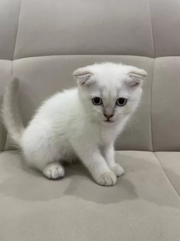 Aşılı Safkan Scottish Fold