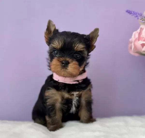 Teacup Yorkshire Terrier Minikler