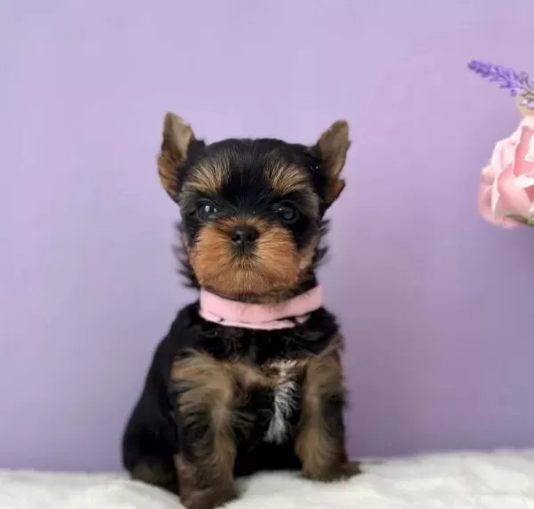 Teacup Yorkshire Terrier Minikler