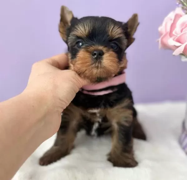 Teacup Yorkshire Terrier Minikler