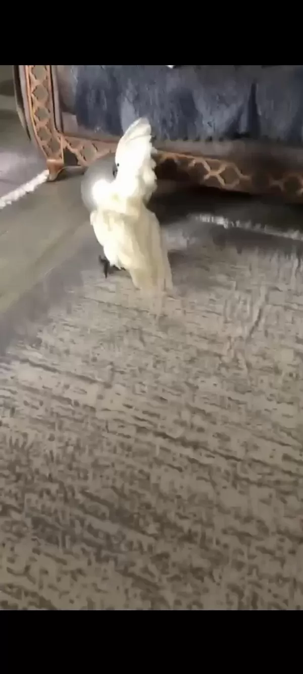 Full Evcil Bebek Gibi Umbrella Kakadu