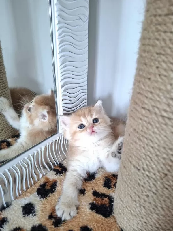 Safkan British Shorthair Golden Yavrularım
