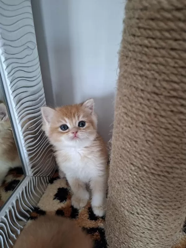Safkan British Shorthair Golden Yavrularım