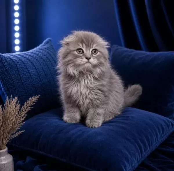 Scottish Fold Whiskas