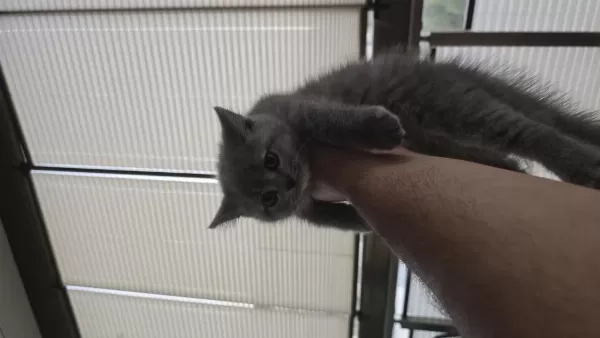 1.5 Aylık British Shorthair Yavrumuz