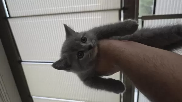 1.5 Aylık British Shorthair Yavrumuz