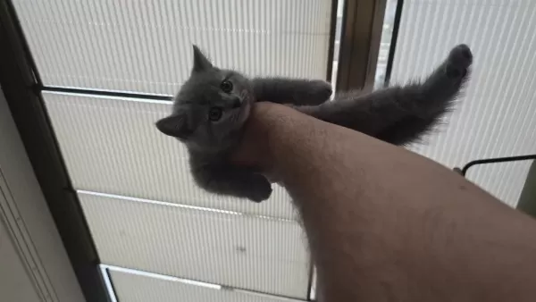1.5 Aylık British Shorthair Yavrumuz