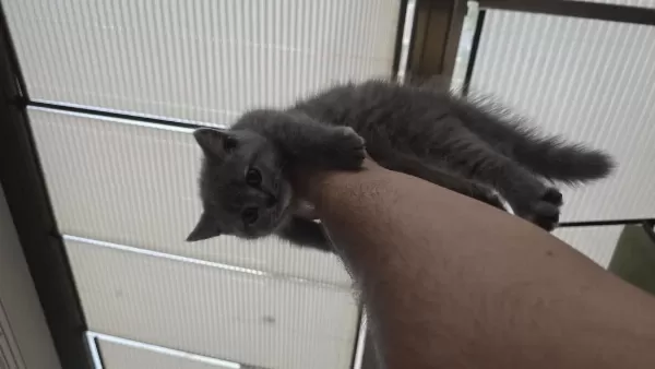 1.5 Aylık British Shorthair Yavrumuz