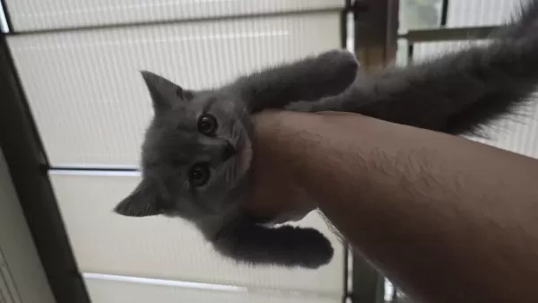 1.5 Aylık British Shorthair Yavrumuz