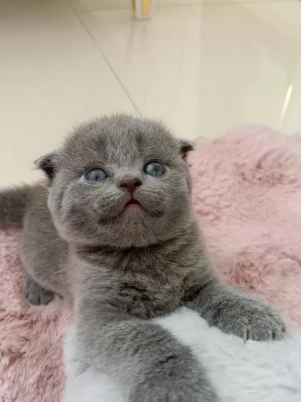 Harika Gri Scottish Fold
