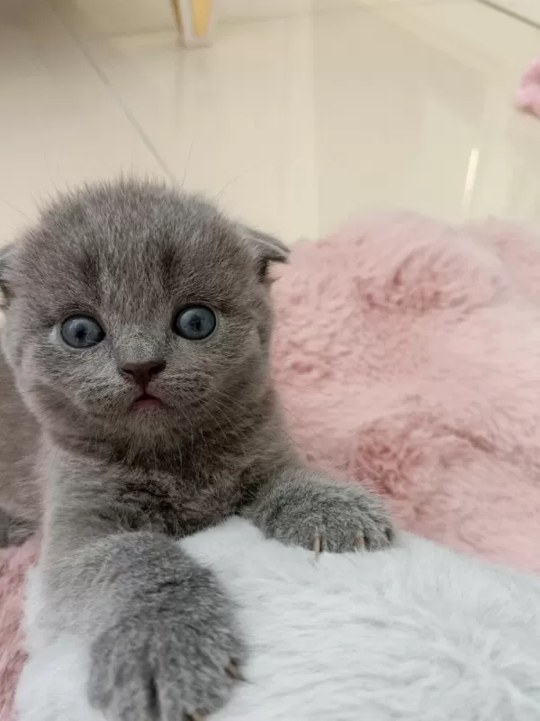 Harika Gri Scottish Fold