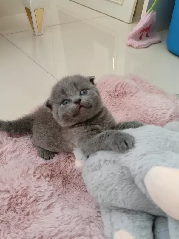 Harika Gri Scottish Fold