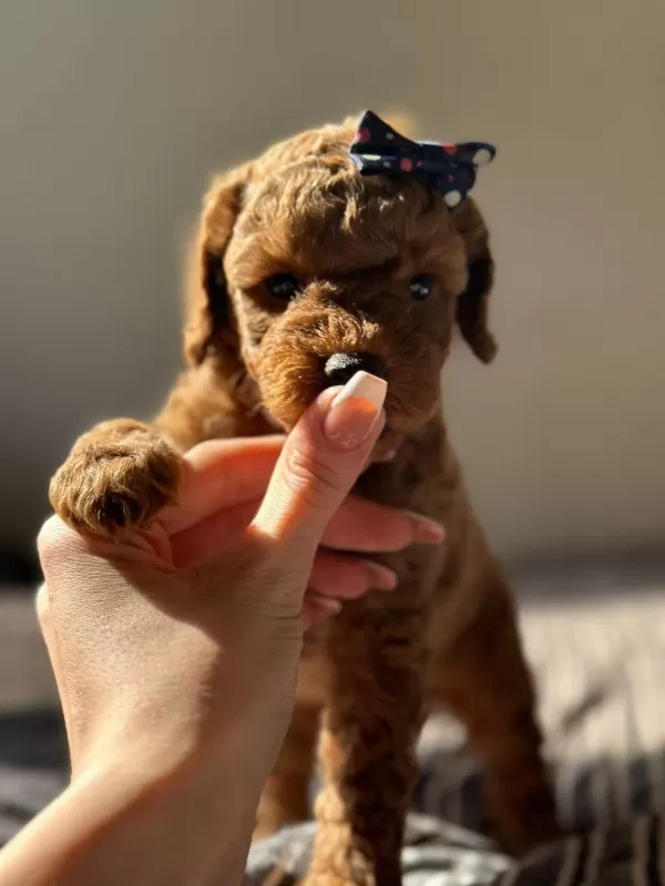 Güzellik Abidesi Poodle Bebeklerimiz