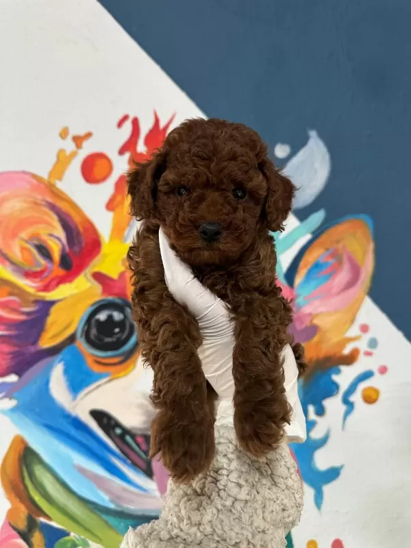 Erkek Dişi Toy Poodle Bebekler