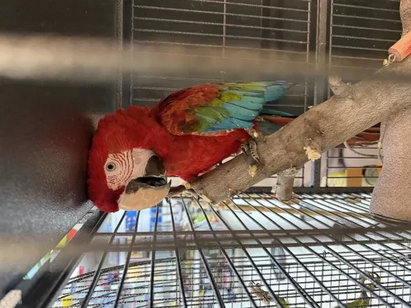 Çipli Belgeli Kirmizi Ara Macaw Papağani