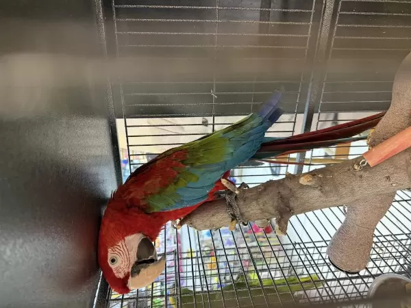 Çipli Belgeli Kirmizi Ara Macaw Papağani