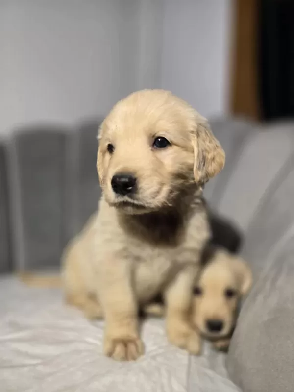 Orjinal Golden Retriever