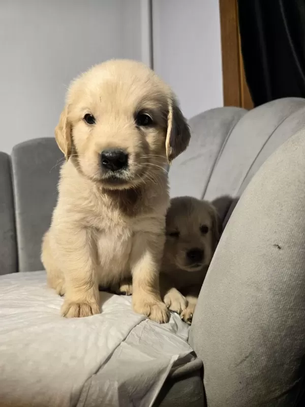 Orjinal Golden Retriever