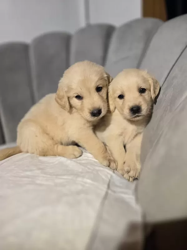 Orjinal Golden Retriever